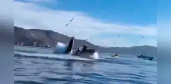 Ballena se traga a 2 mujeres cuando navegaban en kayak: ambas resultaron ilesas al ser escupidas Ballena se traga a 2 mujeres cuando navegaban en kayak: ambas resultaron ilesas al ser escupidas