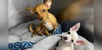 Hombre es acusado de causar sobredosis a sus 2 perros chihuahua: los animales fueron reanimados Hombre es acusado de causar sobredosis a sus 2 perros chihuahua: los animales fueron reanimados