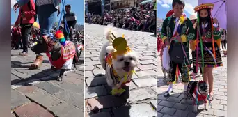 Perritos desfilan en Cusco con trajes típicos y enternecen a miles: “Qué lindos” Perritos desfilan en Cusco con trajes típicos y enternecen a miles: “Qué lindos”