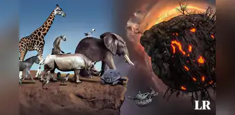 ¿Por qué se dice que ya empezó la sexta extinción masiva?
