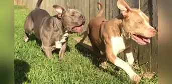 Carabayllo: perros pitbull que salieron a pasear sin bozal matan a un gato en el parque Carabayllo: perros pitbull que salieron a pasear sin bozal matan a un gato en el parque