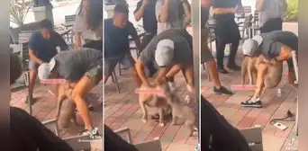 Pitbull ataca a cachorrito en restaurante y genera indignación: "Es la culpa del dueño"