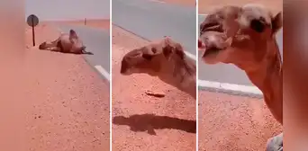 Camello se desploma en pleno desierto y hombre detiene su auto para darle agua