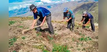 FRASES por el Día del Campesino: mensajes y poesías para compartir este 24 de junio FRASES por el Día del Campesino: mensajes y poesías para compartir este 24 de junio