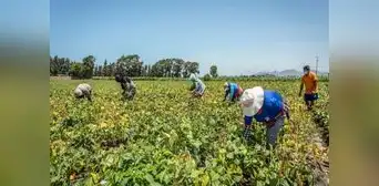 Sector agropecuario crecería solo 0,4% en 2023 Sector agropecuario crecería solo 0,4% en 2023
