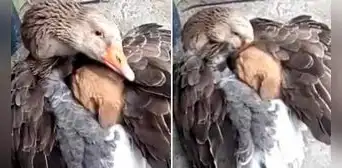 Ganso abraza a cachorro abandonado en la calle y conmueve a miles en redes: "¡Qué ternura!"
