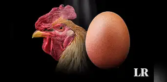 Científicos responden, por fin, a la pregunta: "¿Qué fue primero, el huevo o la gallina?"