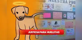 Justicia para Huellitas: esto se sabe del caso del perrito torturado por una estudiante en Puebla