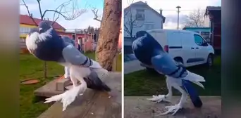 Extraña ave sorprende a usuarios en redes y la bautizan como la 'paloma mutante'
