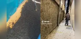 Piura: plaga de grillos causa pánico en las familias de Sullana por altas temperaturas