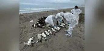 El Niño costero sería causa de muerte de aves y lobos en la costa El Niño costero sería causa de muerte de aves y lobos en la costa