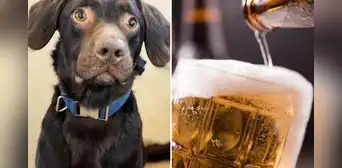 El trágico caso del perro Coco: ¿cómo la muerte de su amo reveló que era alcohólico? El trágico caso del perro Coco: ¿cómo la muerte de su amo reveló que era alcohólico?