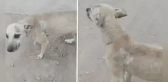 Solicitan atención veterinaria para perro que fue atacado por pitbull en Ancón