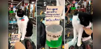 Gatito pide propina para su comida, pero muerde a quien lo acaricie: "Colabora nomás"