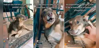 Patatón 2023: perrito ‘invita’ a la donación de comida para animales rescatados y conmueve a miles