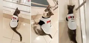 Gatito con camiseta de la UTP pasea por la universidad y usuarios reaccionan: "Michi universitario" Gatito con camiseta de la UTP pasea por la universidad y usuarios reaccionan: "Michi universitario"