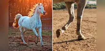 ¿Cómo los caballos perdieron sus otros dedos y se quedaron con solo uno?