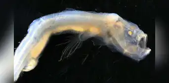 Emergen temibles criaturas de la oscuridad del fondo del océano