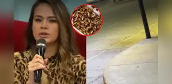 Jossmery Toledo asustada por la infestación de insectos en el norte: “¡Es una lluvia de grillos!”