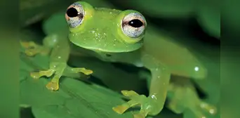 Hallan una nueva especie de rana de cristal en Perú Hallan una nueva especie de rana de cristal en Perú