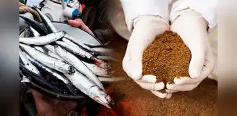 Harina de pescado alcanza su precio más alto en 8 años ante la llegada de El Niño