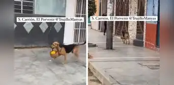 Perrito en Trujillo sorprende a redes con curioso 'trabajo': "Se gana su pan y croquetas"
