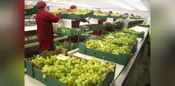Agroexportaciones provenientes de la costa crecieron 8,8% en el primer cuatrimestre del año