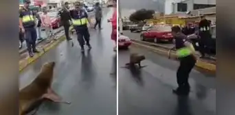 Lobo marino pasea por calles de Chimbote, pero retorna al mar con ayuda de un ingenioso sereno Lobo marino pasea por calles de Chimbote, pero retorna al mar con ayuda de un ingenioso sereno