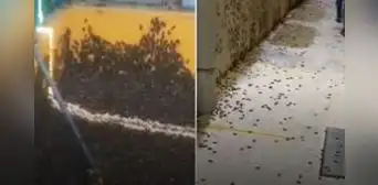 ¿Por qué se reporta una plaga de grillos en Piura y Lambayeque? Esto dicen los especialistas ¿Por qué se reporta una plaga de grillos en Piura y Lambayeque? Esto dicen los especialistas