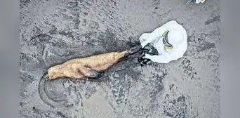 Últimas muertes de lobos marinos y aves se deben a fenómeno El Niño Últimas muertes de lobos marinos y aves se deben a fenómeno El Niño