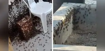 Plaga de grillos invade casas y establecimientos en Lambayeque