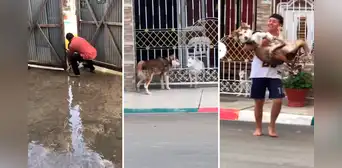 Husky escapa de casa y dueño lo encuentra con perrita de su vecina: “Cachorra le robó el corazón”
