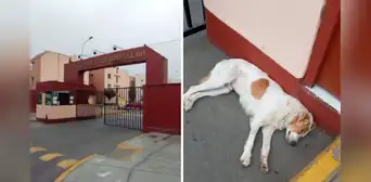 Chorrillos: piden ayuda para adoptar a perrito abandonado desde hace 3 días Chorrillos: piden ayuda para adoptar a perrito abandonado desde hace 3 días