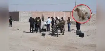 Perrito permaneció al costado del cadáver de reciclador asesinado en Tacna Perrito permaneció al costado del cadáver de reciclador asesinado en Tacna