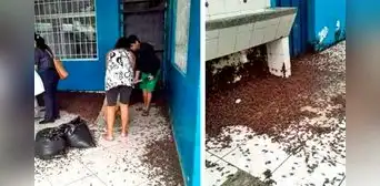 Minsa pide no usar insecticidas por plaga de grillos en Piura y Lambayeque: ¿qué medidas se adoptarán? Minsa pide no usar insecticidas por plaga de grillos en Piura y Lambayeque: ¿qué medidas se adoptarán?