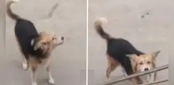 San Martín de Porres: buscan a Osito, perro guía de niño con espectro autista