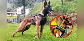 No aparece Wilson: probabilidad de hallar al perro héroe "es prácticamente nula”, según general No aparece Wilson: probabilidad de hallar al perro héroe "es prácticamente nula”, según general