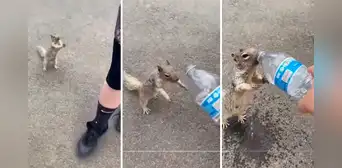 Ardilla pide agua usando señas y escena asombra a usuarios en redes sociales