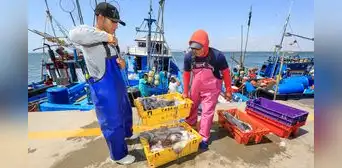 ¿Por qué urge formalizar la pesca artesanal de pota, actividad que mueve 850 millones de dólares al año?