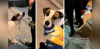 Perrito pide 'con respeto' a policía peruano que le dé comida y así reaccionó el oficial Perrito pide 'con respeto' a policía peruano que le dé comida y así reaccionó el oficial