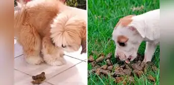 ¿Tu perro come heces?: conoce por qué tiene este comportamiento y cómo evitarlo