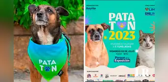 Patatón 2023: conoce la 'Teletón perruna' en donde puedes apoyar colaborando desde 5 soles Patatón 2023: conoce la 'Teletón perruna' en donde puedes apoyar colaborando desde 5 soles