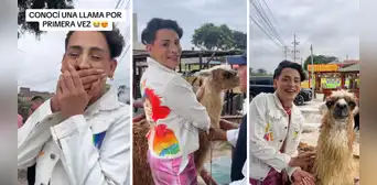 Kunno se emocionó al conocer una llama y peruanos le dijeron: “Te sigo porque te gusta Perú” Kunno se emocionó al conocer una llama y peruanos le dijeron: “Te sigo porque te gusta Perú”