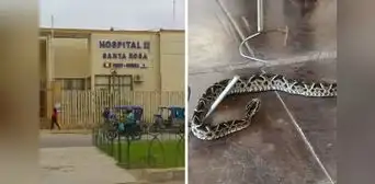 Mujer lucha por su vida tras ser atacada por una serpiente en Piura Mujer lucha por su vida tras ser atacada por una serpiente en Piura
