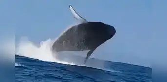 ¿Cuándo inicia la mejor temporada para ver ballenas jorobadas en Piura y Tumbes? ¿Cuándo inicia la mejor temporada para ver ballenas jorobadas en Piura y Tumbes?
