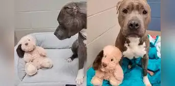 ¡Quiso que se parezcan! Perrito rescatado sin una oreja le arranca la misma a su peluche ¡Quiso que se parezcan! Perrito rescatado sin una oreja le arranca la misma a su peluche