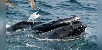 Avistamiento de ballenas: ¿se puede observar este mamífero en las playas de Lima y Callao?