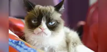 Investigan a colegio donde una fue niña cuestionada por supuestamente creerse como un gato