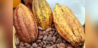 Desafíos en el cultivo de cacao en el VRAEM: baja rentabilidad, plagas y cambio climático