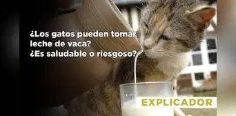 ¿Los gatos pueden tomar leche de vaca? ¿Es saludable o riesgoso? ¿Los gatos pueden tomar leche de vaca? ¿Es saludable o riesgoso?